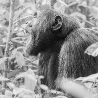 Chimpanzé