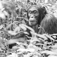Chimpanzé