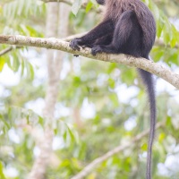 Mangabey à joues grises d'Ouganda