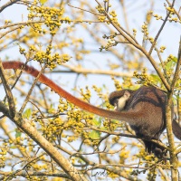Cercopithèque ascagne