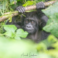 Bébé gorille de montagne de 6 mois