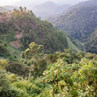 Forêt de Bwindi