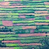 Parcelles cultivées