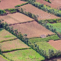 Parcelles cultivées