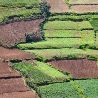 Parcelles cultivées
