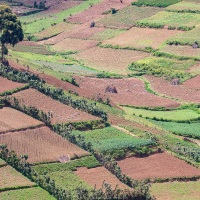 Parcelles cultivées