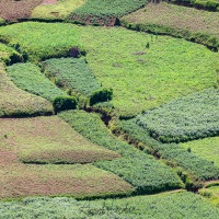 Parcelles cultivées