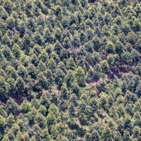 Forêt d'eucalyptus