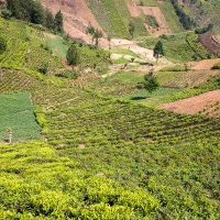 Culture de thé