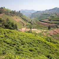 Culture de thé