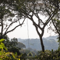 Forêt de Bwindi