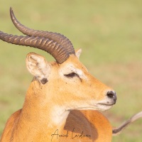 Cobe d'Ouganda