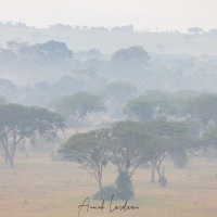 Matin brumeux