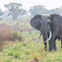 Eléphant d'Afrique