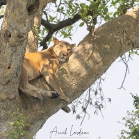 Lionne
