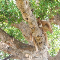 Lionne
