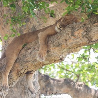 Lionne