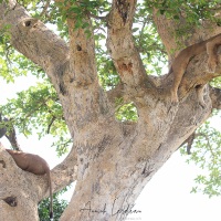 Lionne