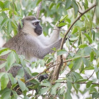 Vervet