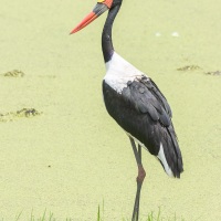 Jabiru d'Afrique