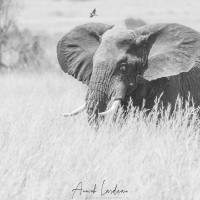 Eléphant d'Afrique