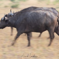 Buffle d'Afrique