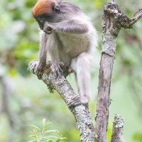Colobe rouge d'Ouganda