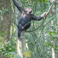 Chimpanzé