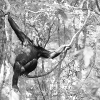 Chimpanzé