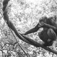 Chimpanzé