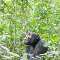 Chimpanzé