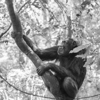 Chimpanzé