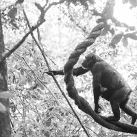 Chimpanzé