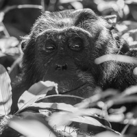 Chimpanzé