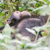 Chimpanzé
