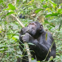 Chimpanzé