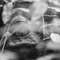 Chimpanzé