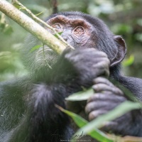 Chimpanzé