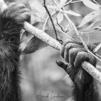 Chimpanzé