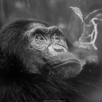 Chimpanzé