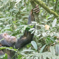 Chimpanzé