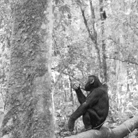 Chimpanzé