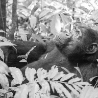 Chimpanzé