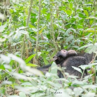 Chimpanzé
