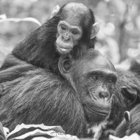 Chimpanzé