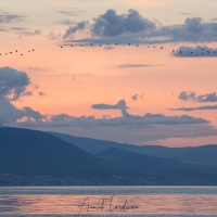 Vol de nettes roussse au couchant