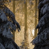 Forêt dans le Jorat