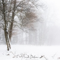 Arbres sous la neige