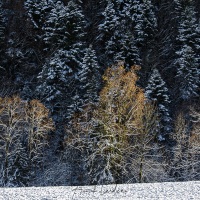 Premières neiges-Alpes fribourgeoises