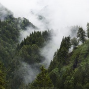 Forêt et brouillard